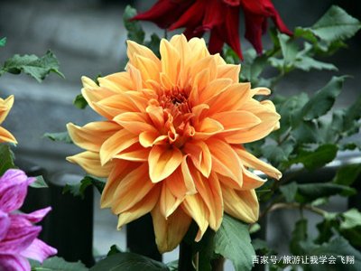 大丽花的种植方法是什么?