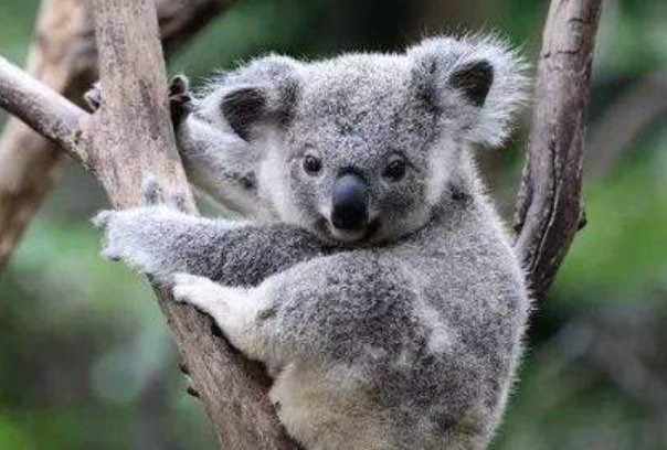 8000只考拉丧生山火,为何动保组织仍没有拯救考拉种群的资源和计划?