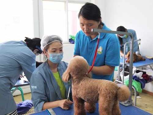 宠物美容师培训班多少钱？