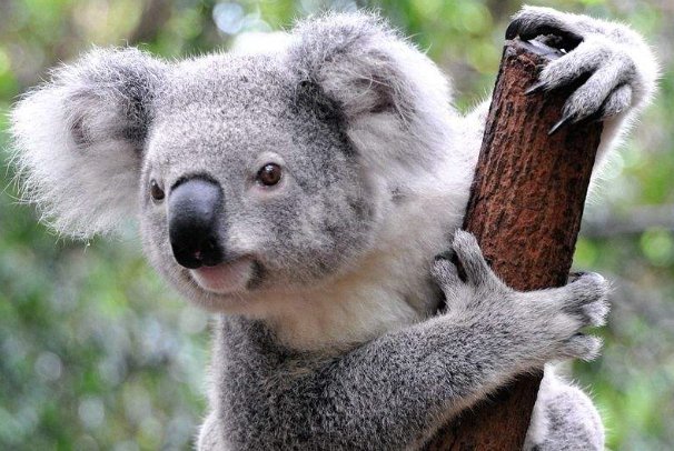 8000只考拉丧生山火,为何动保组织仍没有拯救考拉种群的资源和计划?