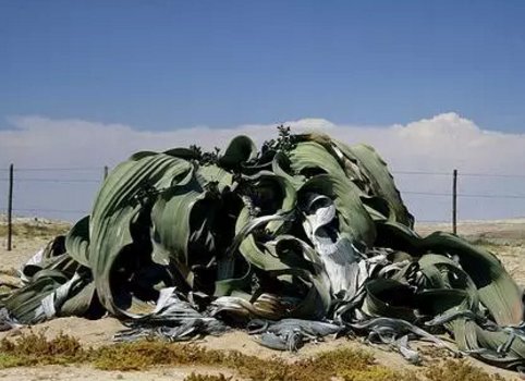 南京玄武湖连续出现2株并蒂莲,你还见过哪些植物珍品?