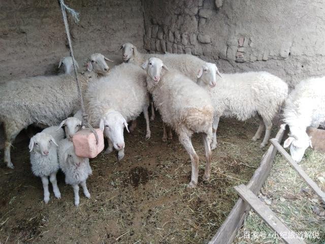 现在开始养羊前景如何？