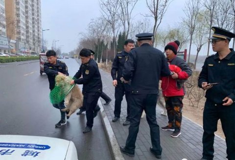 你如何看待河南安阳排查整治违法违规养犬问题这件事?