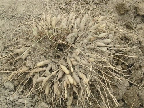 天冬的功效与作用