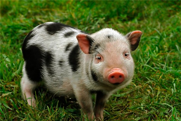 孙怡家的小鸡被野猫叼走了，明星都会养啥奇葩的礼物?