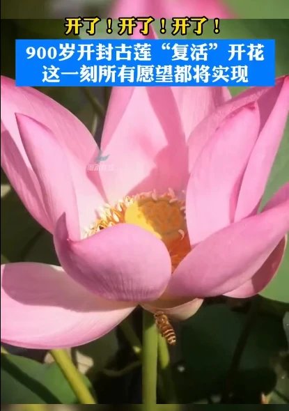 浙江景宁900多岁古莲复活开花！培育者是怎么做到的？