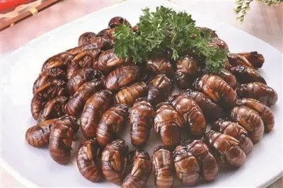 美国人将蝉做成巧克力端上餐桌,你会吃这样的巧克力吗?