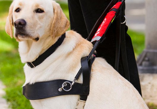 导盲犬有什么特点