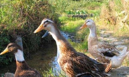 农村老俗话“十年鸡头胜砒霜,十年老鸭赛参汤”,这话有道理吗?