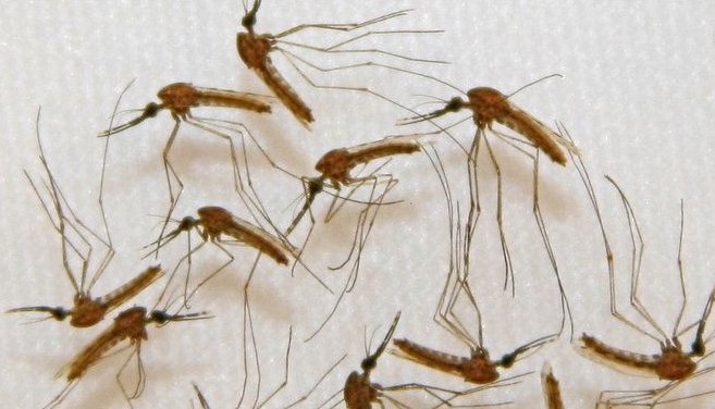 泸州能把蚊子热死？