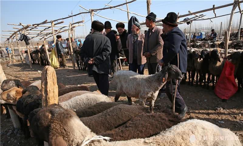 格鲁吉亚550只羊吃草时被雷瞬间劈死,给养殖户造成了多大的损失?