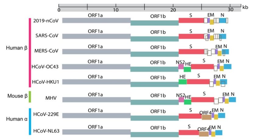 日本是怎么发现新冠病毒变异的呢？
