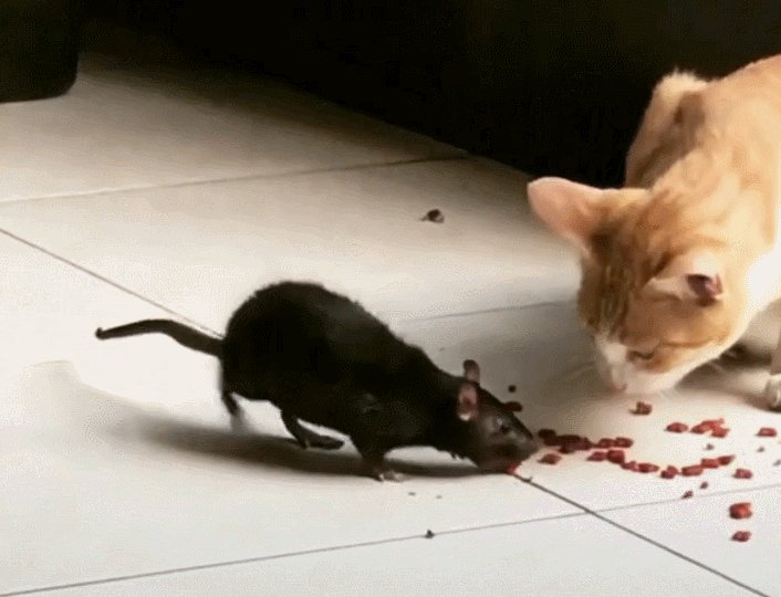 猫和老鼠为什么是天敌?