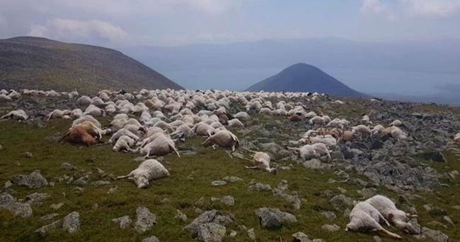 格鲁吉亚550只羊吃草时被雷瞬间劈死,给养殖户造成了多大的损失?