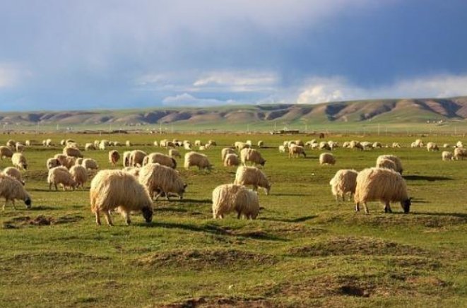 蒙古国为什么捐赠3万只羊？