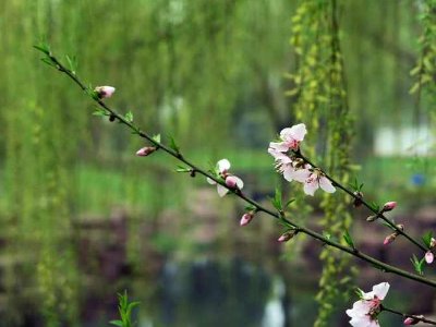 春风像什么一样比喻句二年级怎么写？