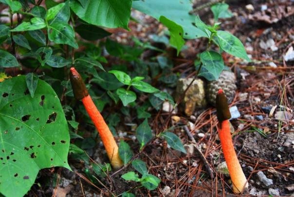 据说红鬼笔可以食用,这是真的吗?