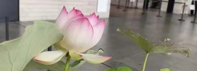 浙江景宁900多岁古莲复活开花！培育者是怎么做到的？