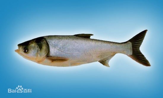 江鲢是什么鱼
