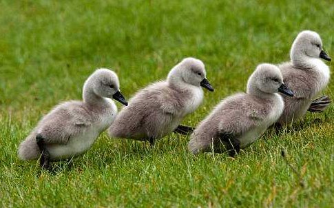 你比划我猜搞笑题目