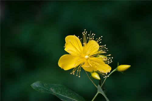 金丝桃的生长有哪些习性？