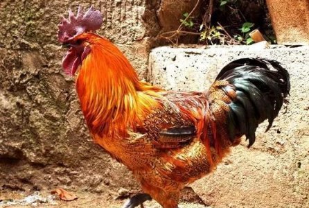 农村老俗话“十年鸡头胜砒霜,十年老鸭赛参汤”,这话有道理吗?