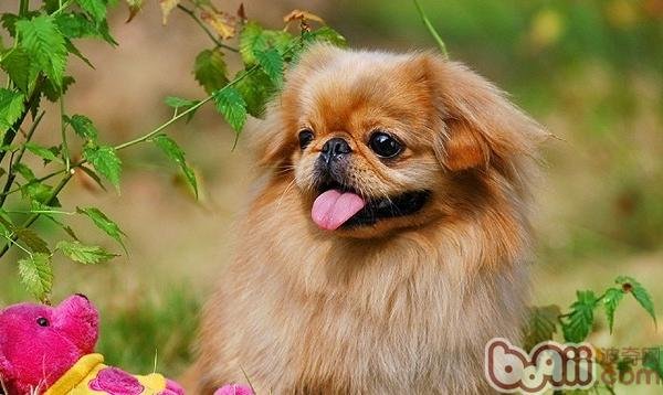 京巴是什么品种？