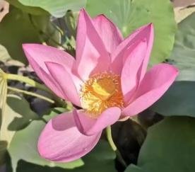 浙江景宁900多岁古莲复活开花！培育者是怎么做到的？