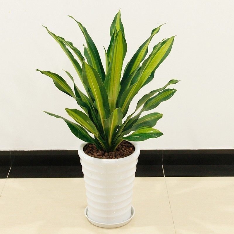 巴西铁的生长环境是怎样的?