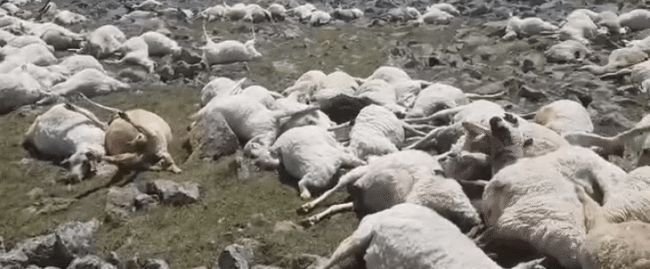 格鲁吉亚550只羊吃草时被雷瞬间劈死,给养殖户造成了多大的损失?
