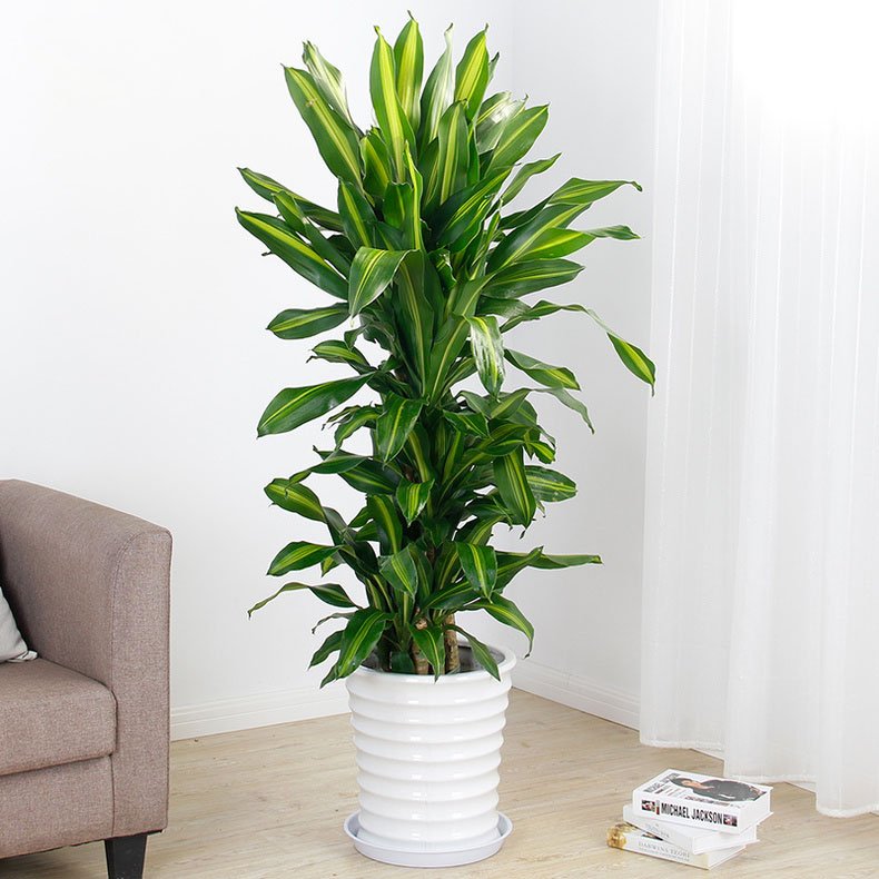 巴西铁的生长环境是怎样的?