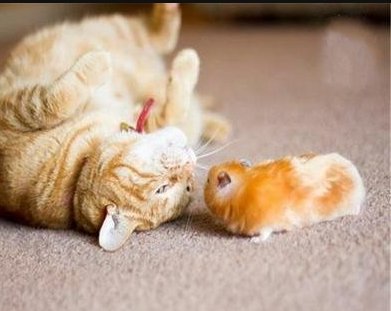 猫和老鼠为什么是天敌？