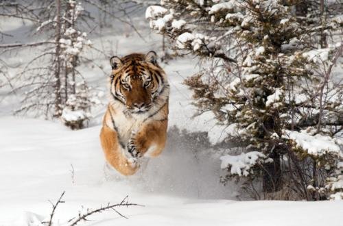 黑龙江野生东北虎进村伤人,这只老虎究竟来自于哪里?