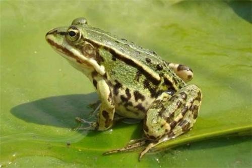 误食盘古蟾蜍中毒,有哪些青蛙有毒,是一定不能碰的?