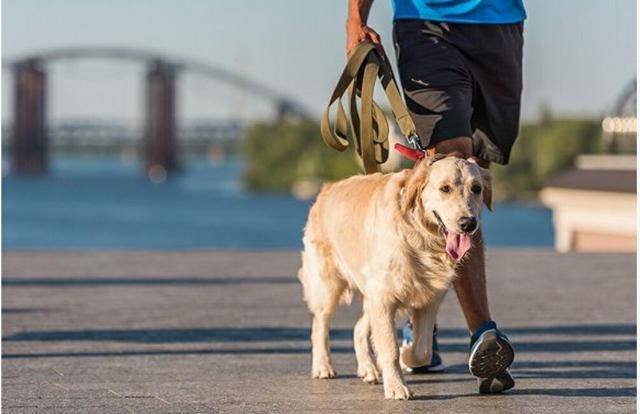 上海一家中柯基因无狗粮喂食放养后被当街打死,在隔离期间宠物该怎么办?