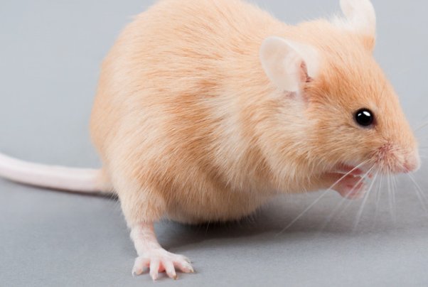 江西大余全民灭鼠,老鼠的消失会对生态环境有影响吗?