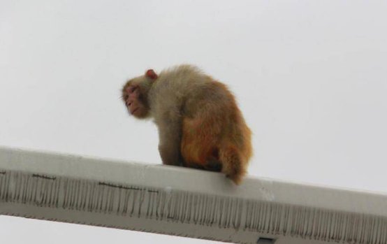 马戏团猴子爬上交通灯,女司机分神观看致追尾是怎么回事?