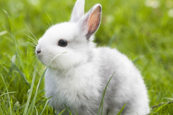 小兔子长着什么样子