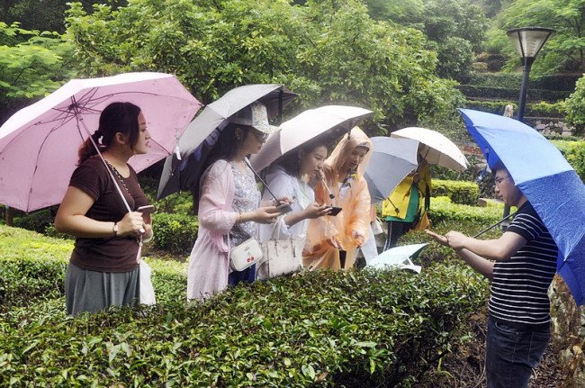 茶艺照什么意思?