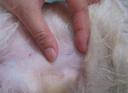 狗身上蜱虫初期图片