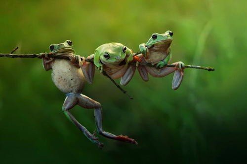 误食盘古蟾蜍中毒,有哪些青蛙有毒,是一定不能碰的?