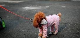 上海一家中柯基因无狗粮喂食放养后被当街打死,在隔离期间宠物该怎么办?