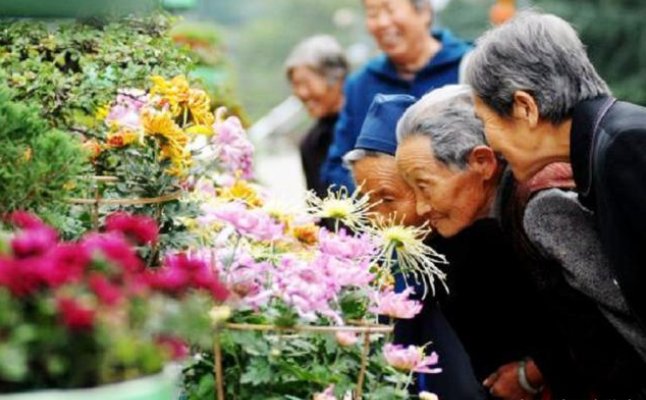 重阳节赏菊因何而来，从何时而起？