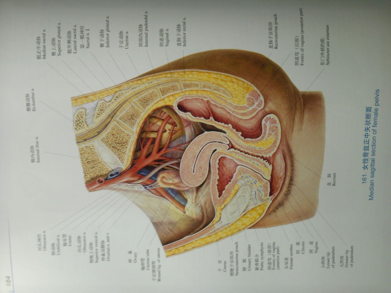 急求 女性生殖系统剖面图（侧面）