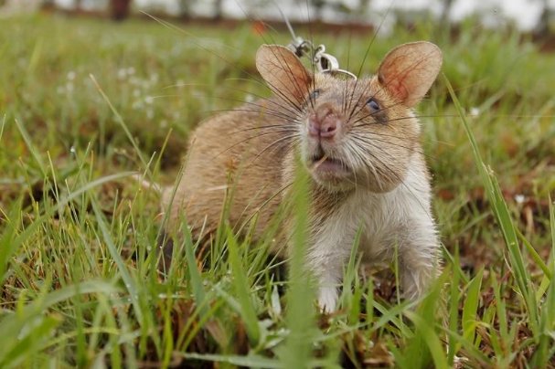 江西大余全民灭鼠,老鼠的消失会对生态环境有影响吗?