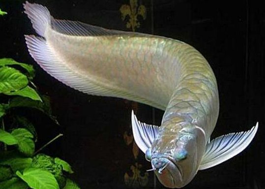 银龙鱼能长多大