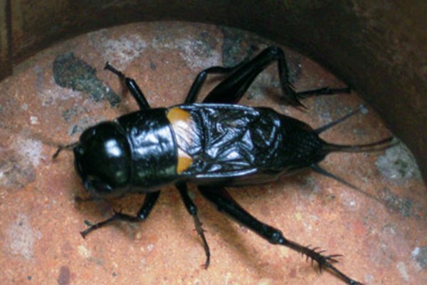 蟋蟀什么时候叫?