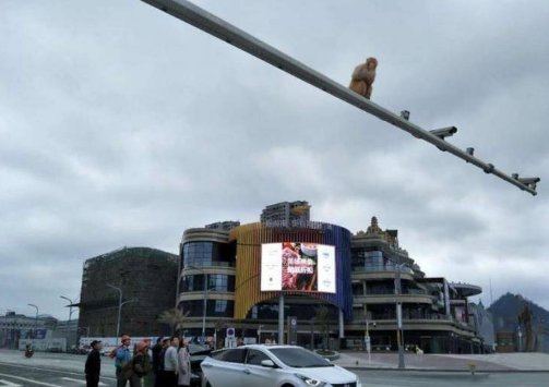 马戏团猴子爬上交通灯,女司机分神观看致追尾是怎么回事?