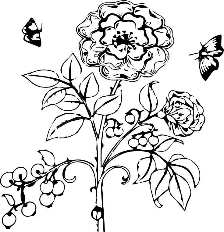 《秘密花园》怎样涂色才会显得高大上?