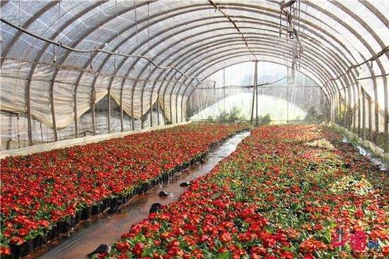 种植大棚,种植什么水果或者蔬菜利润高?